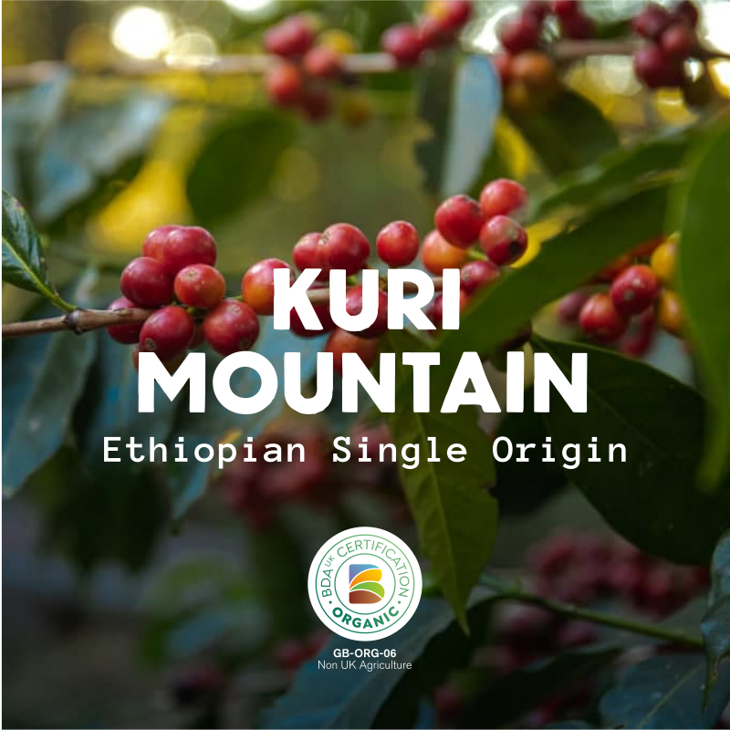 Kuri Mountain - Ethiopia Organic