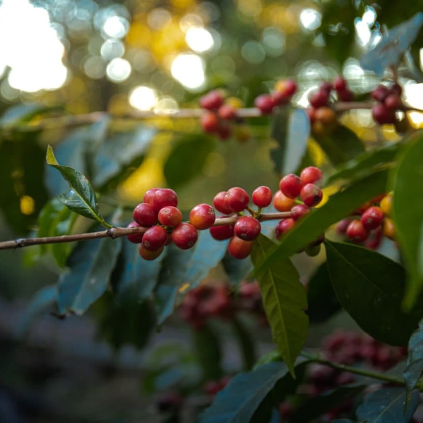 Home Single Origins - The Devon Coffee Company Ltd
