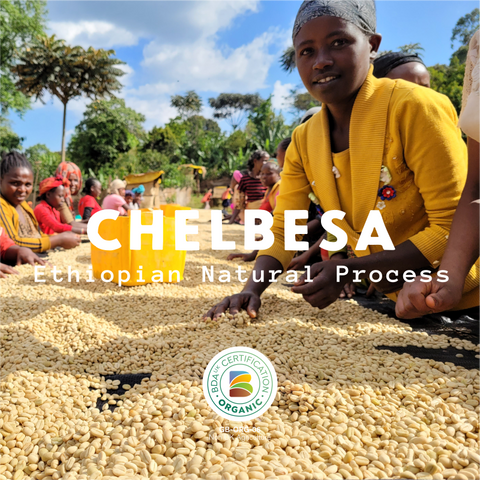 Chelbesa - Ethiopia Organic